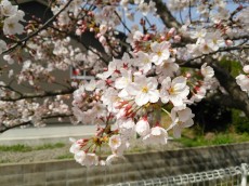春の散歩