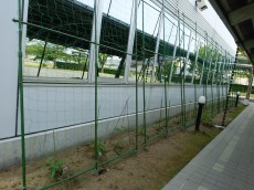 グリーンカーテン2回目の挑戦
